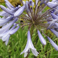 Agapanthus campanulatus